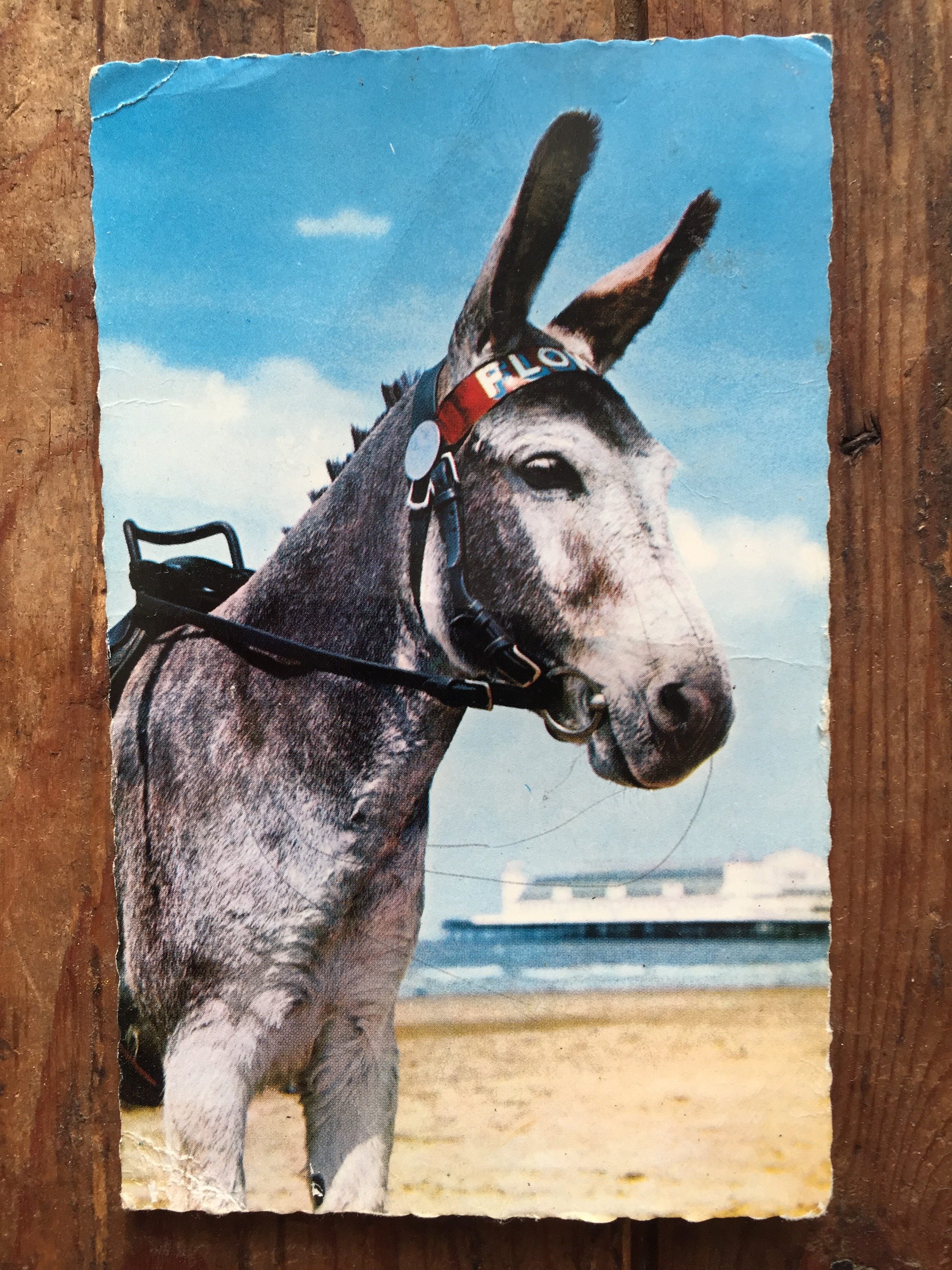 When I was a child, my grandma took me to see the donkeys at Weston-super-Mare. Now I write fundraising copy for The Brooke, the worldwide animal charity.