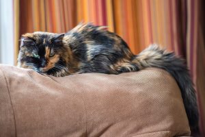 Picture of a relaxed tortoiseshell cat on a sofa