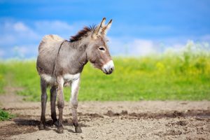 Picture of a donkey in a field. Copywriter Fiona Thompson writes fundraising materials for charities including the Brooke, the animal welfare charity