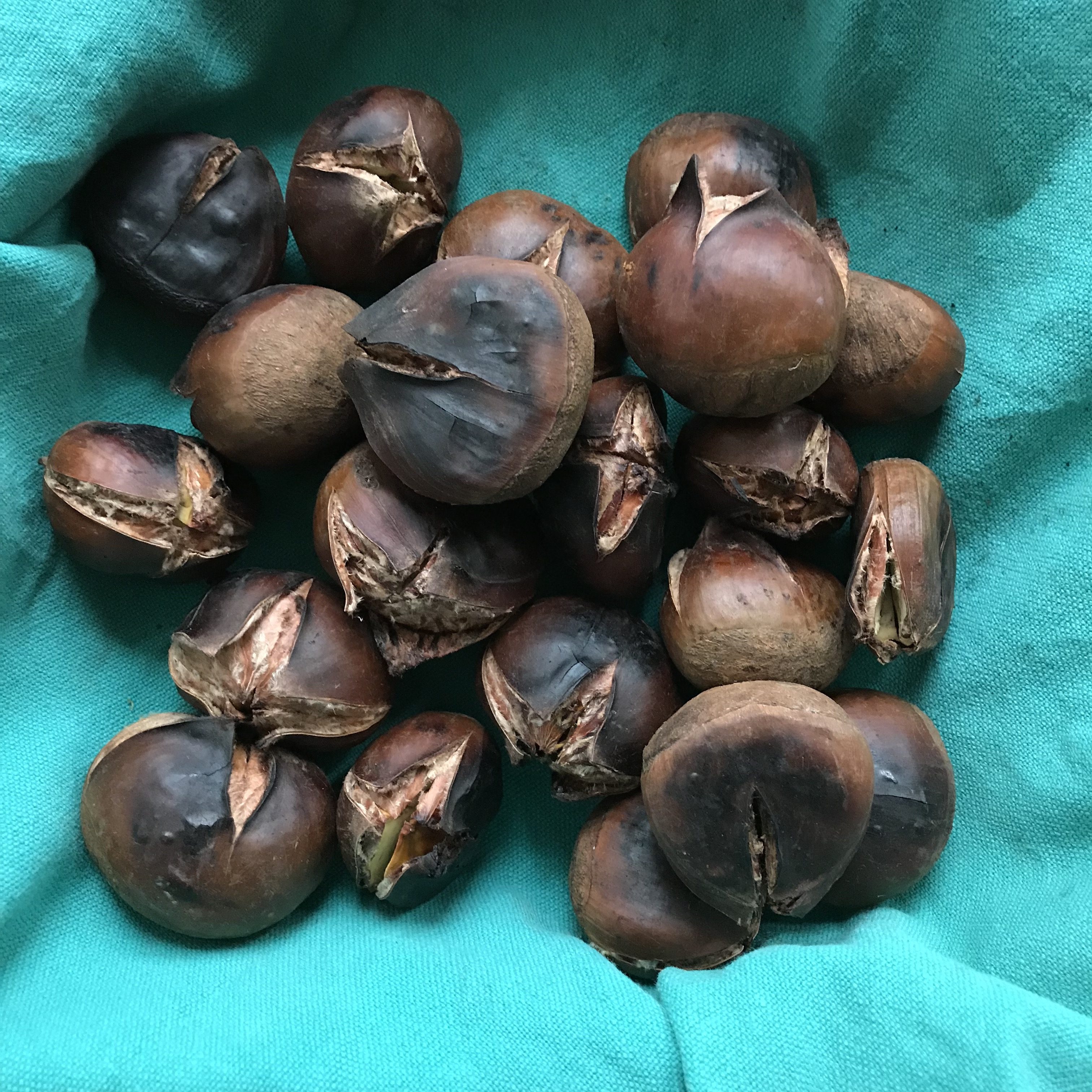 Chestnuts roasted on an open hob