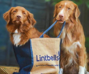 Two dogs take ownership of a Lintbells carrier bag