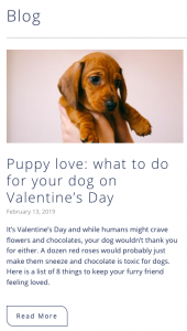 Blog written by Fiona Thompson on how to make your dog feel loved on Valentine's Day