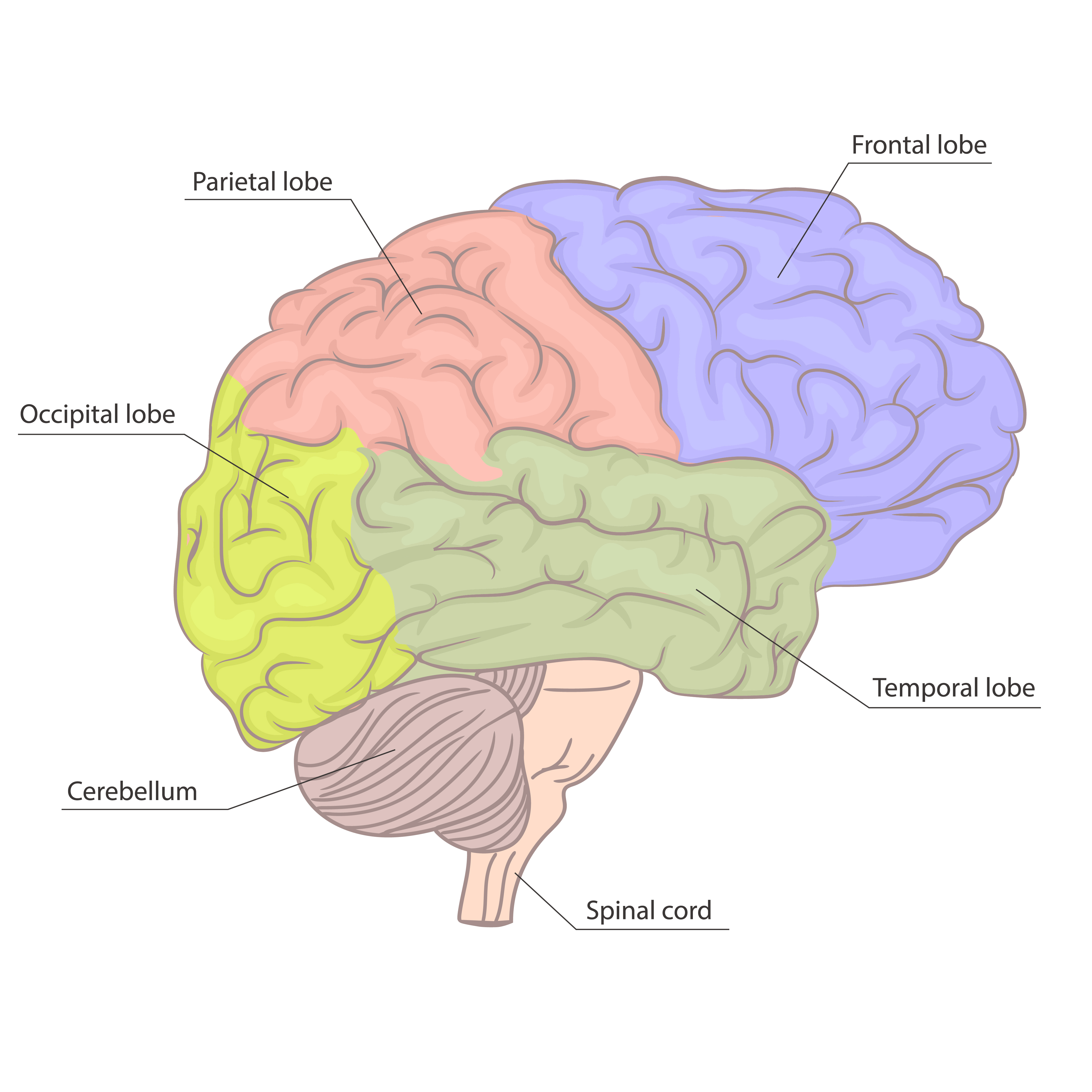Diagram of a human brain