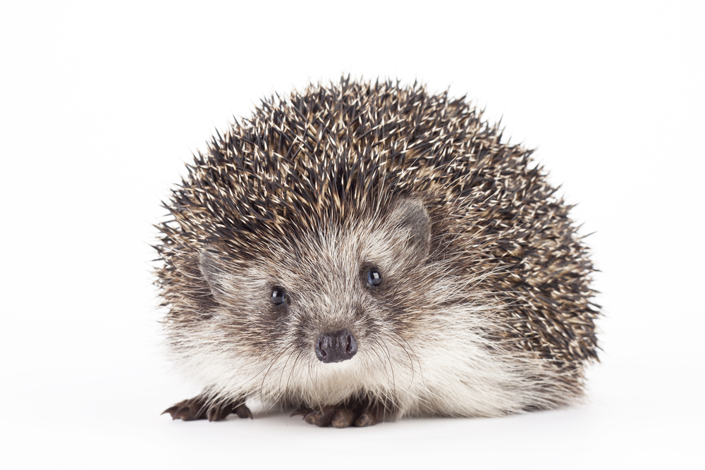 Picture of a hedgehog