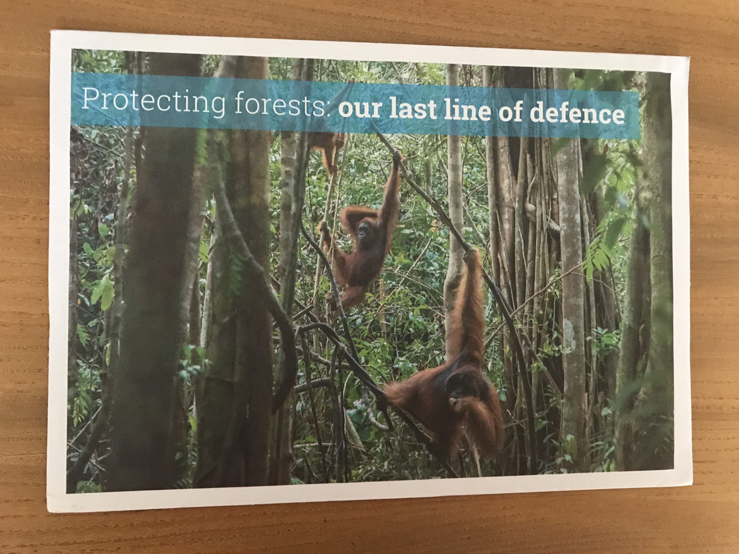 Orangutans in the Indonesian rainforest: part of an appeal for the Environmental Investigation Agency